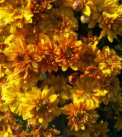 Belgian Mums® Mika Orange